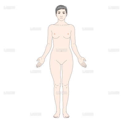 女性の体表 前面 mサイズ Laiman Stockweb メディカルイラスト素材のダウンロード販売 女性の体表 前面 mサイズ Laiman Stockweb メディカルイラスト素材のダウンロード販売