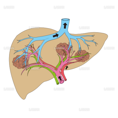 肝臓の血管模式図 ｍサイズ Laiman Stockweb メディカルイラスト素材のダウンロード販売