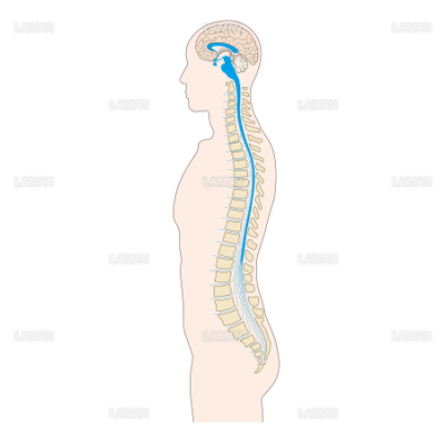 脳と脊髄 ｍサイズ Laiman Stockweb メディカルイラスト素材のダウンロード販売