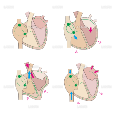 心臓の収縮と心電図 ｍサイズ Laiman Stockweb メディカルイラスト素材のダウンロード販売