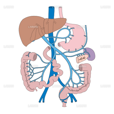 内蔵の静脈 ｍサイズ Laiman Stockweb メディカルイラスト素材のダウンロード販売