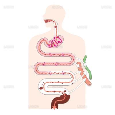 消化の仕組み ｍサイズ Laiman Stockweb メディカルイラスト素材のダウンロード販売