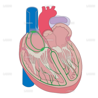 心臓の構造 （Ｍサイズ）
