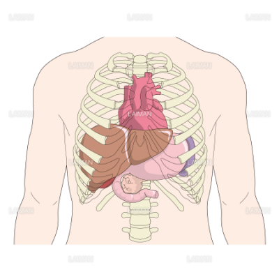 上腹部の内臓の位置 ｍサイズ Laiman Stockweb メディカルイラスト素材のダウンロード販売