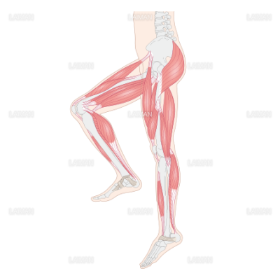 下肢の筋肉 ｍサイズ Laiman Stockweb メディカルイラスト素材のダウンロード販売