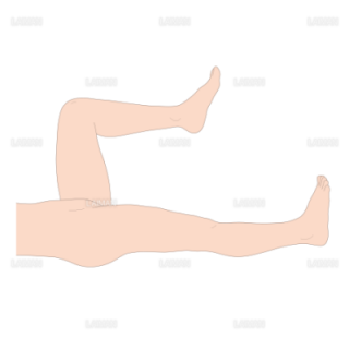 股関節の可動域と主動筋(屈曲・伸展) （Ｍサイズ）