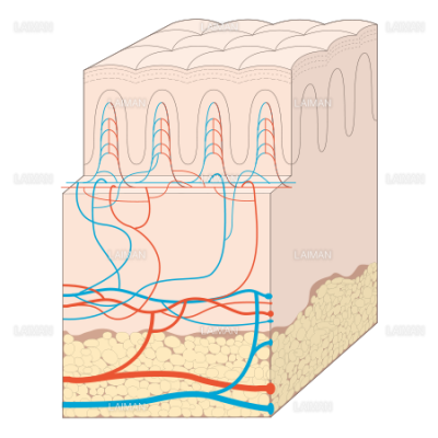 皮膚血管 ｍサイズ Laiman Stockweb メディカルイラスト素材のダウンロード販売