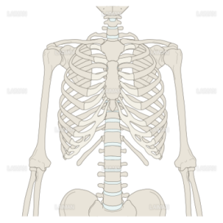 骨格胸部（前面） （Ｍサイズ）