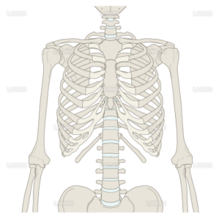 骨格系 Laiman Stockweb メディカルイラスト素材のダウンロード販売