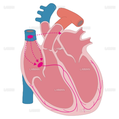 心臓断面図刺激伝導体 ｍサイズ Laiman Stockweb メディカルイラスト素材のダウンロード販売