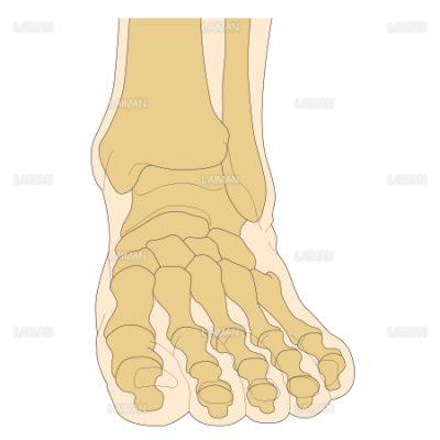 足の骨 ｍサイズ Laiman Stockweb メディカルイラスト素材のダウンロード販売