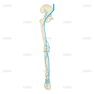 下肢の静脈 （Ｍサイズ）