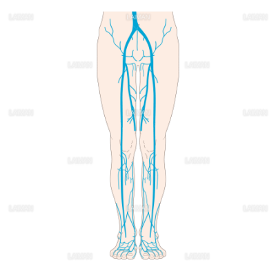 下肢静脈の解剖 ｍサイズ Laiman Stockweb メディカルイラスト素材のダウンロード販売