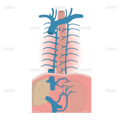 食道の走行と奇静脈 上大静脈 ｍサイズ Laiman Stockweb メディカルイラスト素材のダウンロード販売