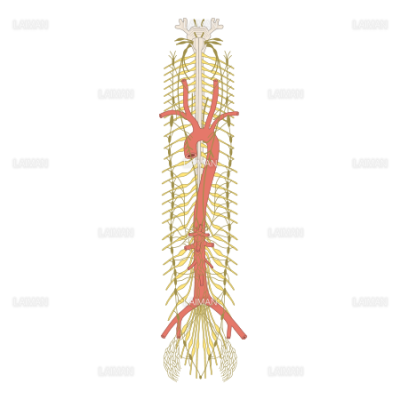 自律神経の走行 ｍサイズ Laiman Stockweb メディカルイラスト素材のダウンロード販売