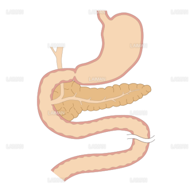 胃と十二指腸 膵臓 ｍサイズ Laiman Stockweb メディカルイラスト素材のダウンロード販売