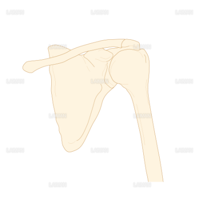 肩甲骨 ｍサイズ Laiman Stockweb メディカルイラスト素材のダウンロード販売
