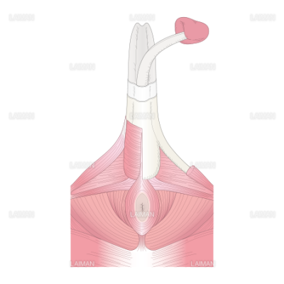 陰茎の構造 ｍサイズ Laiman Stockweb メディカルイラスト素材のダウンロード販売