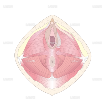 女性の外陰部 筋層 ｍサイズ Laiman Stockweb メディカルイラスト素材のダウンロード販売