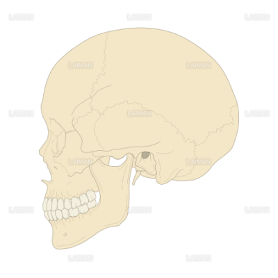 頭蓋骨 ｍサイズ Laiman Stockweb メディカルイラスト素材のダウンロード販売
