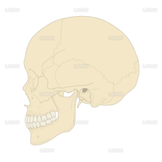 頭蓋骨 （Ｍサイズ）