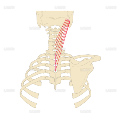 頭板状筋の起始停止 ｍサイズ Laiman Stockweb メディカルイラスト素材のダウンロード販売