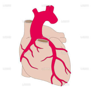 冠状動脈 （Ｍサイズ）