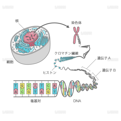 細胞 染色体 Dna mサイズ Laiman Stockweb メディカルイラスト素材のダウンロード販売 細胞 染色体 Dna mサイズ Laiman Stockweb メディカルイラスト素材のダウンロード販売