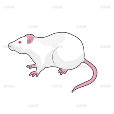 ラット 横向き mサイズ Laiman Stockweb メディカルイラスト素材のダウンロード販売 ラット 横向き mサイズ Laiman Stockweb メディカルイラスト素材のダウンロード販売