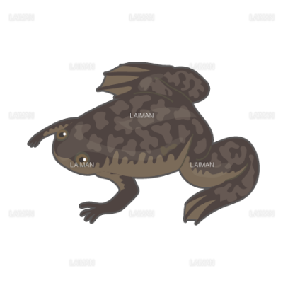 アフリカツメガエル mサイズ Laiman Stockweb メディカルイラスト素材のダウンロード販売 アフリカツメガエル mサイズ Laiman Stockweb メディカルイラスト素材のダウンロード販売