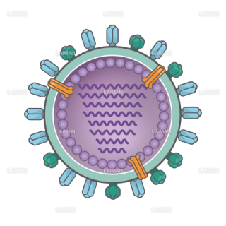 インフルエンザウィルス（構造・文字なし）（Sサイズ）