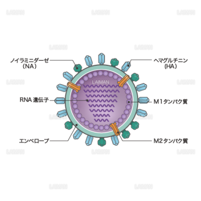 インフルエンザウィルス 構造 文字あり Sサイズ Laiman Stockweb メディカルイラスト素材のダウンロード販売 インフルエンザウィルス 構造 文字あり Sサイズ Laiman Stockweb メディカルイラスト素材のダウンロード販売