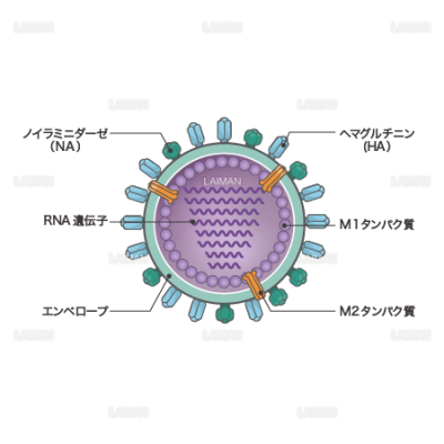 インフルエンザウィルス 構造 文字あり Sサイズ Laiman Stockweb メディカルイラスト素材のダウンロード販売