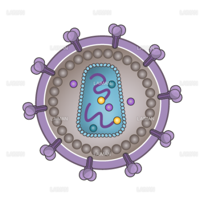 hivウィルス 構造 文字なし mサイズ Laiman Stockweb メディカルイラスト素材のダウンロード販売 hivウィルス 構造 文字なし mサイズ Laiman Stockweb メディカルイラスト素材のダウンロード販売
