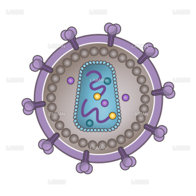 ｈｉｖウィルス 構造 文字なし ｍサイズ Laiman Stockweb メディカルイラスト素材のダウンロード販売