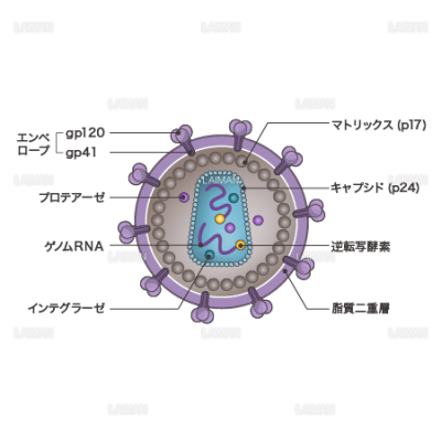 hivウィルス 構造 文字あり mサイズ Laiman Stockweb メディカルイラスト素材のダウンロード販売 hivウィルス 構造 文字あり mサイズ Laiman Stockweb メディカルイラスト素材のダウンロード販売