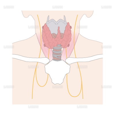 甲状腺 Sサイズ Laiman Stockweb メディカルイラスト素材のダウンロード販売 甲状腺 Sサイズ Laiman Stockweb メディカルイラスト素材のダウンロード販売