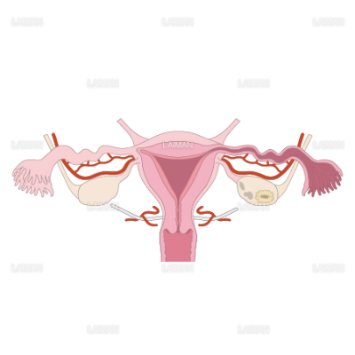 女性の内性器 正面 Sサイズ Laiman Stockweb メディカルイラスト素材のダウンロード販売 女性の内性器 正面 Sサイズ Laiman Stockweb メディカルイラスト素材のダウンロード販売