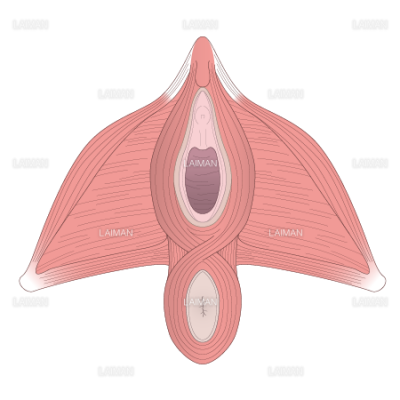 会陰体 Sサイズ Laiman Stockweb メディカルイラスト素材のダウンロード販売