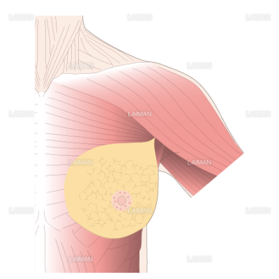 女性の胸筋部の表皮解剖 Sサイズ Laiman Stockweb メディカルイラスト素材のダウンロード販売
