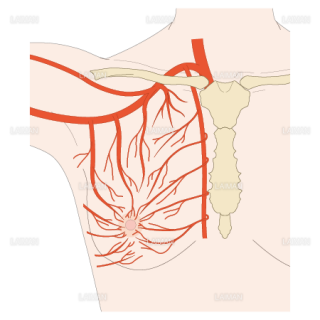 乳房の血管系（Sサイズ）