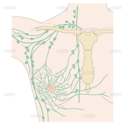 乳房のリンパ管系 Sサイズ Laiman Stockweb メディカルイラスト素材のダウンロード販売