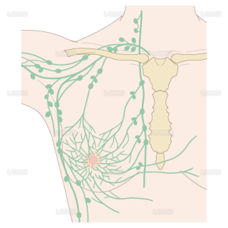 乳房のリンパ管系（Sサイズ）