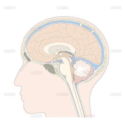 脳の解剖図 Sサイズ Laiman Stockweb メディカルイラスト素材のダウンロード販売