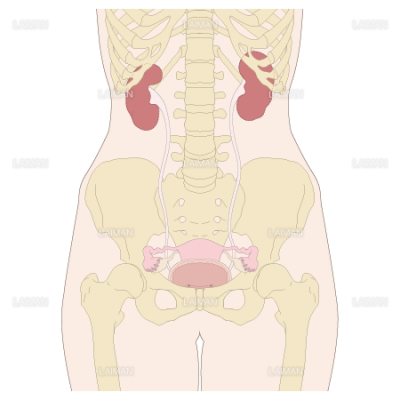 尿生殖器の解剖図 女性 Sサイズ Laiman Stockweb メディカルイラスト素材のダウンロード販売