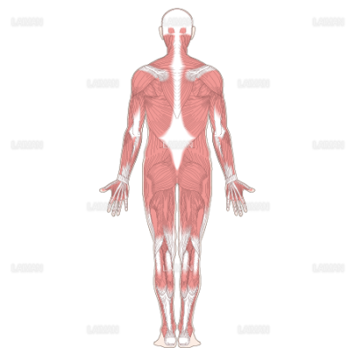 全身の主な筋肉 後面 Sサイズ Laiman Stockweb メディカルイラスト素材のダウンロード販売