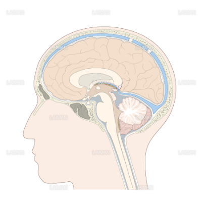 脳の解剖図 ｍサイズ Laiman Stockweb メディカルイラスト素材のダウンロード販売