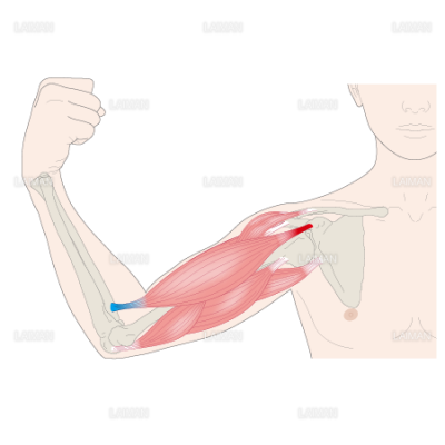 腕を曲げる 上腕二頭筋 ｍサイズ Laiman Stockweb メディカルイラスト素材のダウンロード販売