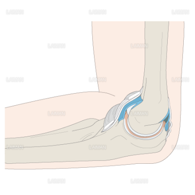 関節の構造 肘関節 ｍサイズ Laiman Stockweb メディカルイラスト素材のダウンロード販売