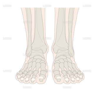 足の骨（足関節）（Ｍサイズ）